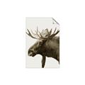 Picture of Moose _GroupedProduct_Rectangle_Portrait_Photography _GroupedProduct_Rectangle_Portrait_Unframed_Print_Only_