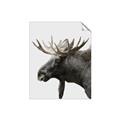 Picture of Moose _GroupedProduct_Rectangle_Portrait_Photography _GroupedProduct_Rectangle_Portrait_Unframed_Print_Only_