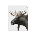 Picture of Moose _GroupedProduct_Rectangle_Portrait_Photography _GroupedProduct_Rectangle_Portrait_Unframed_Print_Only_