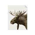 Picture of Moose _GroupedProduct_Rectangle_Portrait_Photography _GroupedProduct_Rectangle_Portrait_Unframed_Print_Only_