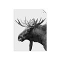 Picture of Moose _GroupedProduct_Rectangle_Portrait_Photography _GroupedProduct_Rectangle_Portrait_Unframed_Print_Only_