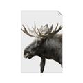 Picture of Moose _GroupedProduct_Rectangle_Portrait_Photography _GroupedProduct_Rectangle_Portrait_Unframed_Print_Only_