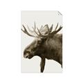 Picture of Moose _GroupedProduct_Rectangle_Portrait_Photography _GroupedProduct_Rectangle_Portrait_Unframed_Print_Only_