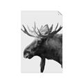 Picture of Moose _GroupedProduct_Rectangle_Portrait_Photography _GroupedProduct_Rectangle_Portrait_Unframed_Print_Only_