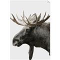 Picture of Moose _GroupedProduct_Rectangle_Portrait_Photography _GroupedProduct_Rectangle_Portrait_Unframed_Print_Only_