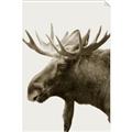 Picture of Moose _GroupedProduct_Rectangle_Portrait_Photography _GroupedProduct_Rectangle_Portrait_Unframed_Print_Only_