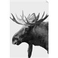Picture of Moose _GroupedProduct_Rectangle_Portrait_Photography _GroupedProduct_Rectangle_Portrait_Unframed_Print_Only_