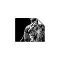 Picture of The Big Cat _GroupedProduct_Rectangle_Landscape_Photography _GroupedProduct_Rectangle_Landscape_Unframed_Print_Only_