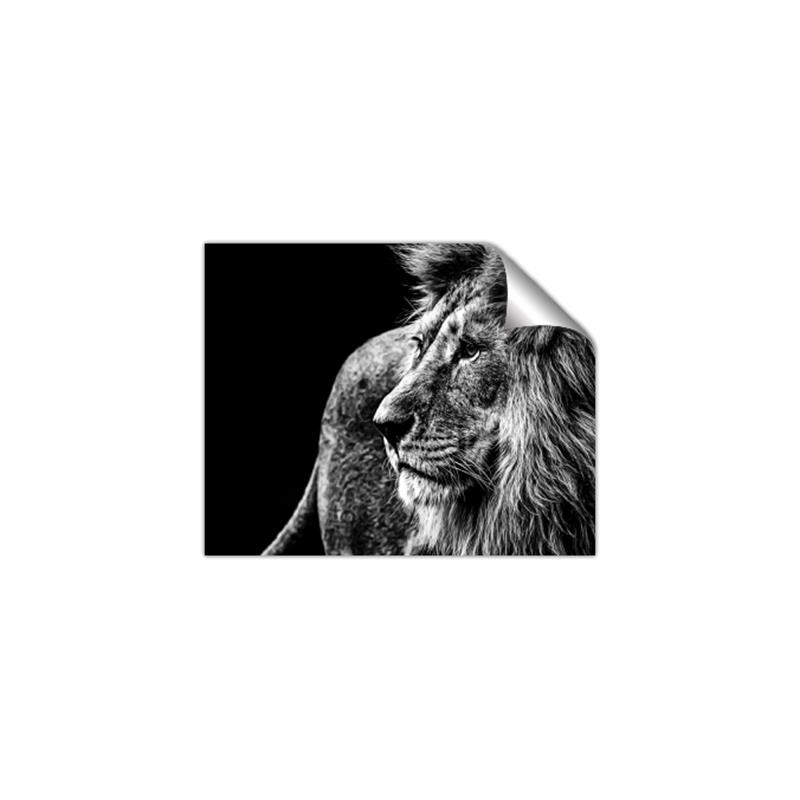 Picture of The Big Cat _GroupedProduct_Rectangle_Landscape_Photography _GroupedProduct_Rectangle_Landscape_Unframed_Print_Only_