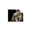 Picture of The Big Cat _GroupedProduct_Rectangle_Landscape_Photography _GroupedProduct_Rectangle_Landscape_Unframed_Print_Only_