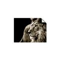 Picture of The Big Cat _GroupedProduct_Rectangle_Landscape_Photography _GroupedProduct_Rectangle_Landscape_Unframed_Print_Only_