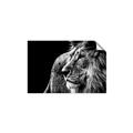 Picture of The Big Cat _GroupedProduct_Rectangle_Landscape_Photography _GroupedProduct_Rectangle_Landscape_Unframed_Print_Only_