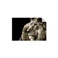Picture of The Big Cat _GroupedProduct_Rectangle_Landscape_Photography _GroupedProduct_Rectangle_Landscape_Unframed_Print_Only_