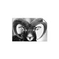 Picture of The Ram _GroupedProduct_Rectangle_Landscape_Photography _GroupedProduct_Rectangle_Landscape_Unframed_Print_Only_