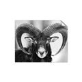 Picture of The Ram _GroupedProduct_Rectangle_Landscape_Photography _GroupedProduct_Rectangle_Landscape_Unframed_Print_Only_