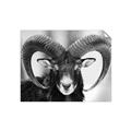 Picture of The Ram _GroupedProduct_Rectangle_Landscape_Photography _GroupedProduct_Rectangle_Landscape_Unframed_Print_Only_