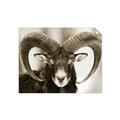 Picture of The Ram _GroupedProduct_Rectangle_Landscape_Photography _GroupedProduct_Rectangle_Landscape_Unframed_Print_Only_