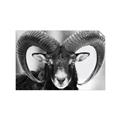 Picture of The Ram _GroupedProduct_Rectangle_Landscape_Photography _GroupedProduct_Rectangle_Landscape_Unframed_Print_Only_