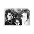 Picture of The Ram _GroupedProduct_Rectangle_Landscape_Photography _GroupedProduct_Rectangle_Landscape_Unframed_Print_Only_