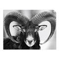 Picture of The Ram _GroupedProduct_Rectangle_Landscape_Photography _GroupedProduct_Rectangle_Landscape_Unframed_Print_Only_