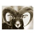 Picture of The Ram _GroupedProduct_Rectangle_Landscape_Photography _GroupedProduct_Rectangle_Landscape_Unframed_Print_Only_