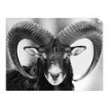 Picture of The Ram _GroupedProduct_Rectangle_Landscape_Photography _GroupedProduct_Rectangle_Landscape_Unframed_Print_Only_