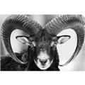 Picture of The Ram _GroupedProduct_Rectangle_Landscape_Photography _GroupedProduct_Rectangle_Landscape_Unframed_Print_Only_