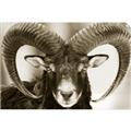 Picture of The Ram _GroupedProduct_Rectangle_Landscape_Photography _GroupedProduct_Rectangle_Landscape_Unframed_Print_Only_