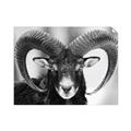 Picture of The Ram _GroupedProduct_Rectangle_Landscape_Photography _GroupedProduct_Rectangle_Landscape_Unframed_Print_Only_