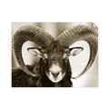Picture of The Ram _GroupedProduct_Rectangle_Landscape_Photography _GroupedProduct_Rectangle_Landscape_Unframed_Print_Only_