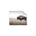 Picture of Bison Field _GroupedProduct_Rectangle_Landscape_Photography _GroupedProduct_Rectangle_Landscape_Unframed_Print_Only_