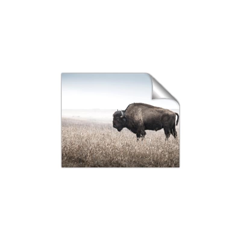Picture of Bison Field _GroupedProduct_Rectangle_Landscape_Photography _GroupedProduct_Rectangle_Landscape_Unframed_Print_Only_