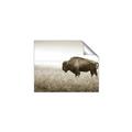 Picture of Bison Field _GroupedProduct_Rectangle_Landscape_Photography _GroupedProduct_Rectangle_Landscape_Unframed_Print_Only_