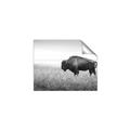 Picture of Bison Field _GroupedProduct_Rectangle_Landscape_Photography _GroupedProduct_Rectangle_Landscape_Unframed_Print_Only_
