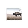 Picture of Bison Field _GroupedProduct_Rectangle_Landscape_Photography _GroupedProduct_Rectangle_Landscape_Unframed_Print_Only_