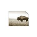 Picture of Bison Field _GroupedProduct_Rectangle_Landscape_Photography _GroupedProduct_Rectangle_Landscape_Unframed_Print_Only_