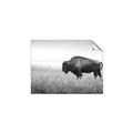 Picture of Bison Field _GroupedProduct_Rectangle_Landscape_Photography _GroupedProduct_Rectangle_Landscape_Unframed_Print_Only_