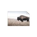 Picture of Bison Field _GroupedProduct_Rectangle_Landscape_Photography _GroupedProduct_Rectangle_Landscape_Unframed_Print_Only_