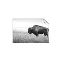 Picture of Bison Field _GroupedProduct_Rectangle_Landscape_Photography _GroupedProduct_Rectangle_Landscape_Unframed_Print_Only_