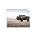 Picture of Bison Field _GroupedProduct_Rectangle_Landscape_Photography _GroupedProduct_Rectangle_Landscape_Unframed_Print_Only_