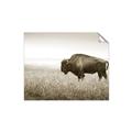 Picture of Bison Field _GroupedProduct_Rectangle_Landscape_Photography _GroupedProduct_Rectangle_Landscape_Unframed_Print_Only_
