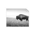 Picture of Bison Field _GroupedProduct_Rectangle_Landscape_Photography _GroupedProduct_Rectangle_Landscape_Unframed_Print_Only_