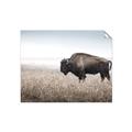 Picture of Bison Field _GroupedProduct_Rectangle_Landscape_Photography _GroupedProduct_Rectangle_Landscape_Unframed_Print_Only_