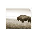 Picture of Bison Field _GroupedProduct_Rectangle_Landscape_Photography _GroupedProduct_Rectangle_Landscape_Unframed_Print_Only_
