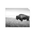 Picture of Bison Field _GroupedProduct_Rectangle_Landscape_Photography _GroupedProduct_Rectangle_Landscape_Unframed_Print_Only_