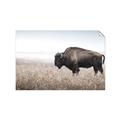 Picture of Bison Field _GroupedProduct_Rectangle_Landscape_Photography _GroupedProduct_Rectangle_Landscape_Unframed_Print_Only_