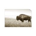 Picture of Bison Field _GroupedProduct_Rectangle_Landscape_Photography _GroupedProduct_Rectangle_Landscape_Unframed_Print_Only_