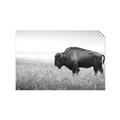 Picture of Bison Field _GroupedProduct_Rectangle_Landscape_Photography _GroupedProduct_Rectangle_Landscape_Unframed_Print_Only_