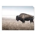 Picture of Bison Field _GroupedProduct_Rectangle_Landscape_Photography _GroupedProduct_Rectangle_Landscape_Unframed_Print_Only_