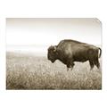 Picture of Bison Field _GroupedProduct_Rectangle_Landscape_Photography _GroupedProduct_Rectangle_Landscape_Unframed_Print_Only_